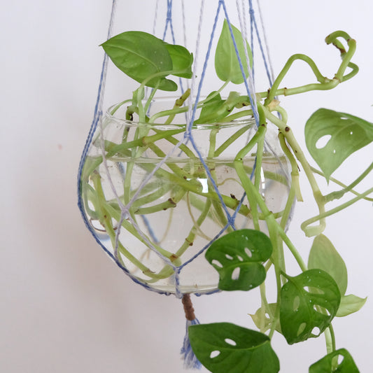 Supporto sospeso per piante